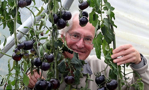 Black Tomatoes-1